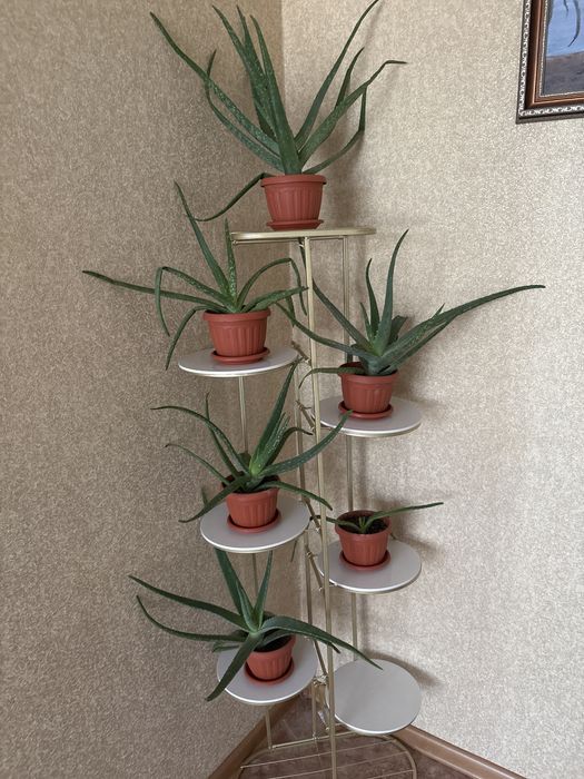 Продам алое вера