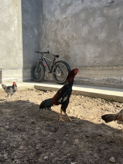 Dakan xoroz hammasi 600 min