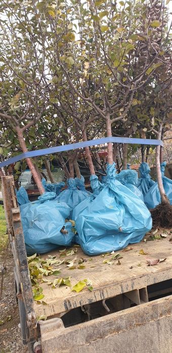 Pomi fructiferi direct pe rod