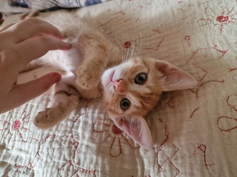 Zuzu își caută o familie