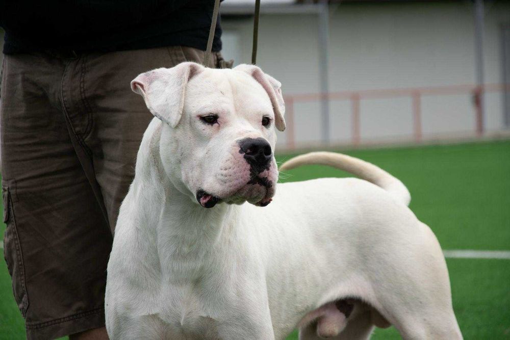 Dog Argentinian mascul 28 luni