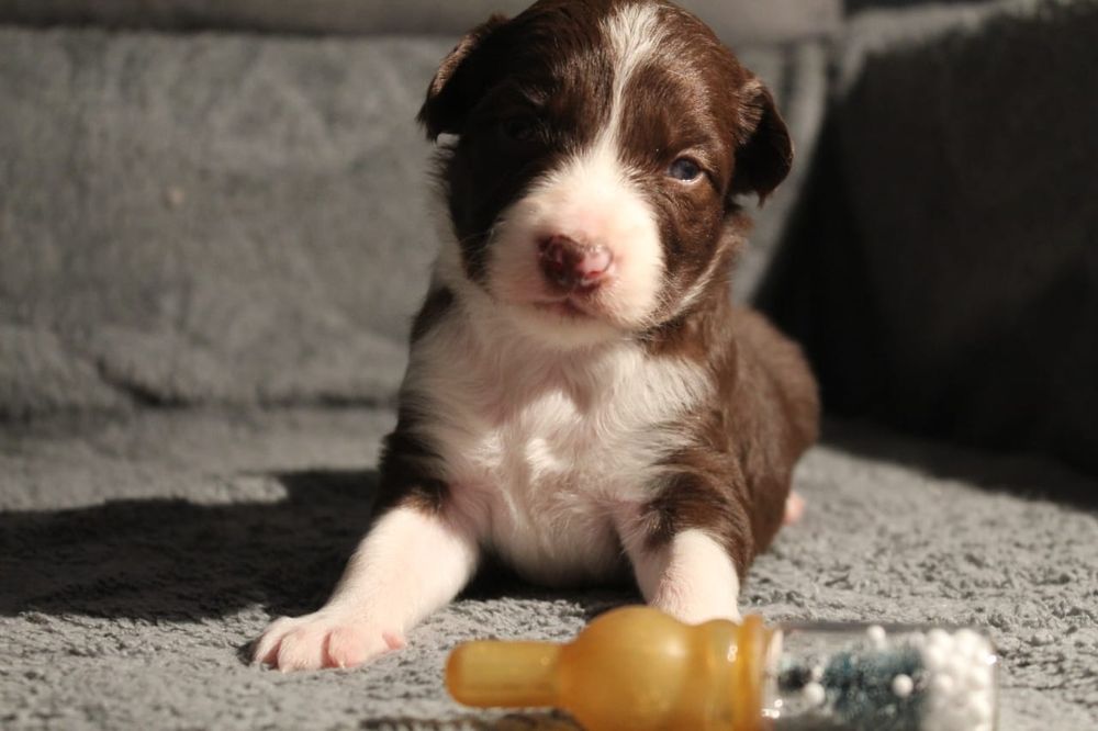 щенок бордер колли