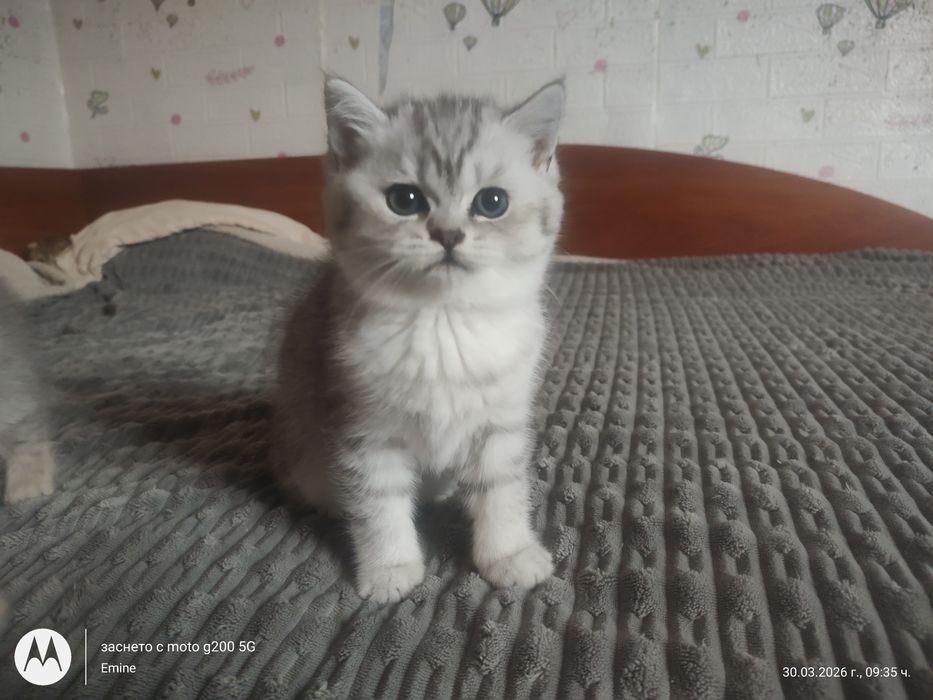 Британски котенца