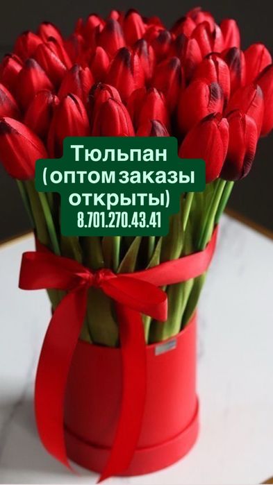 Тюльпан оптом ( луковица Голландия)