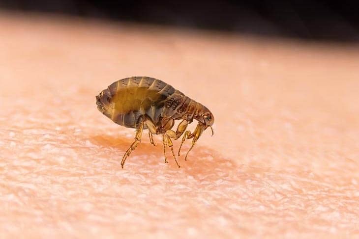 дезинфекция от блох 24/7 tashkent