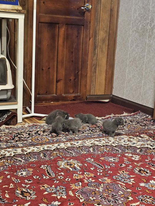 Skotish ford skotish strayt mushuk 2 oylik