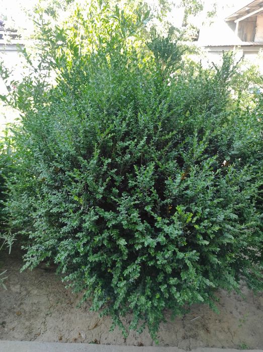 Shamshod 8yilgi bahor nafasi