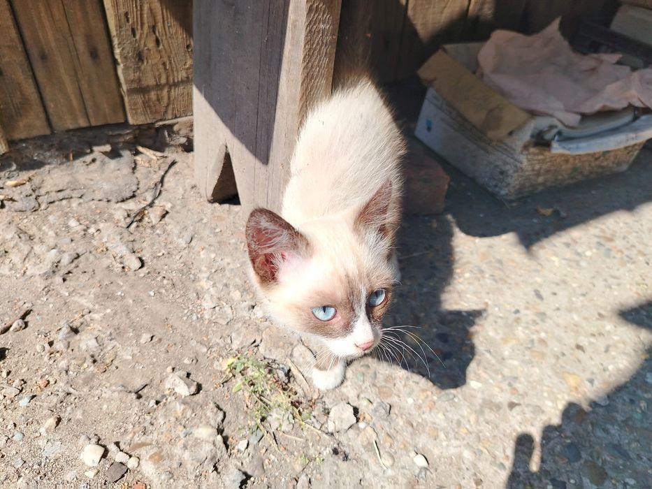 Котенок двухмесячный