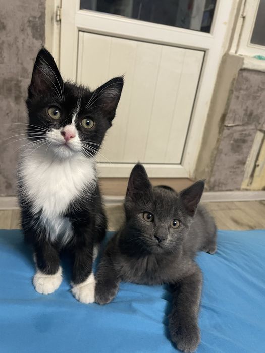 Котята Алматы Бесплатно