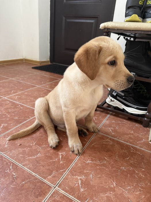 Срочно продам лабрадора щенок 3 месяца