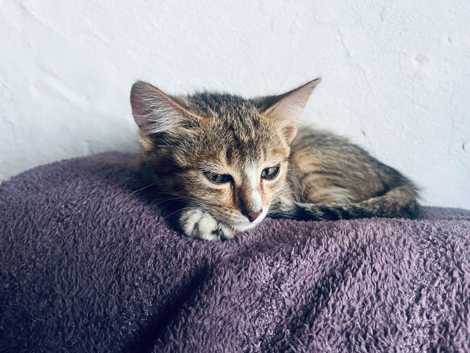 Отдам котят в добрые руки
