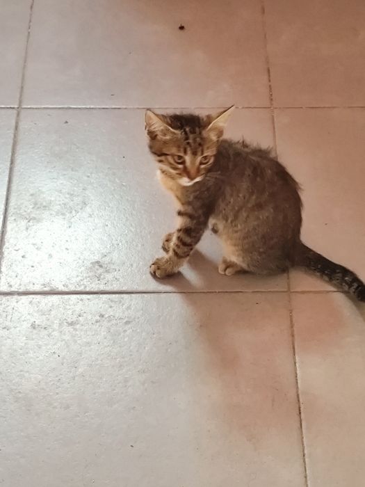 Ofer spre adopție pisoiaș tigrat
