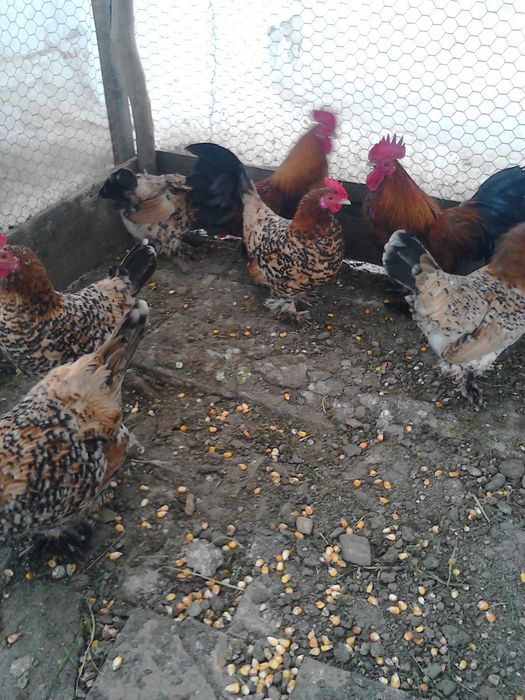 gaini si cocosei pitici mii de flori