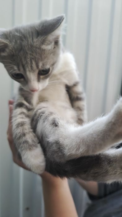 Отдам котёнка, мальчик