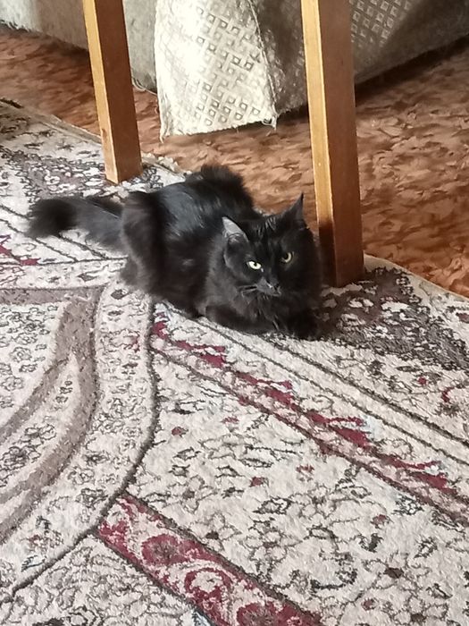 Кошечка.домащняя.своя
