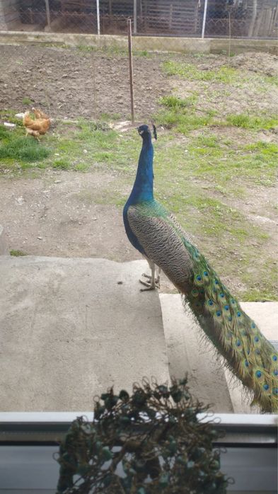 Павлины. 2 самца и 1 самка.