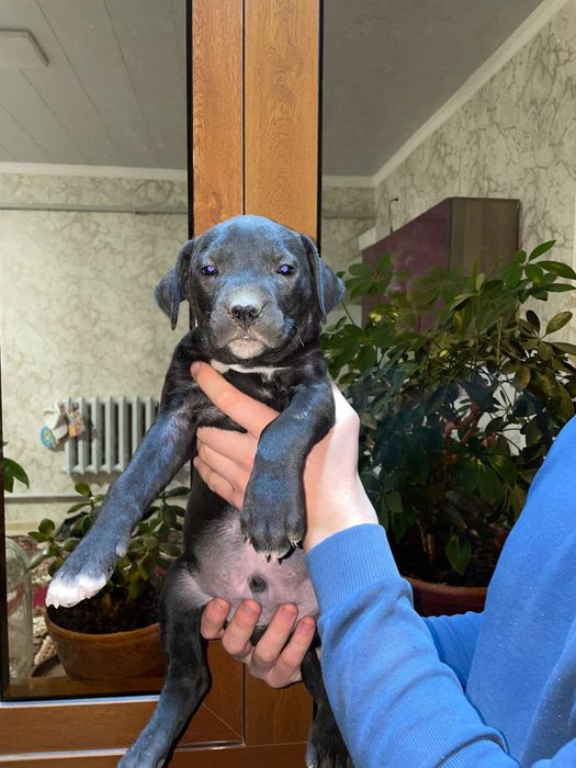 Папа стаффошер мама питбуль продою щинки