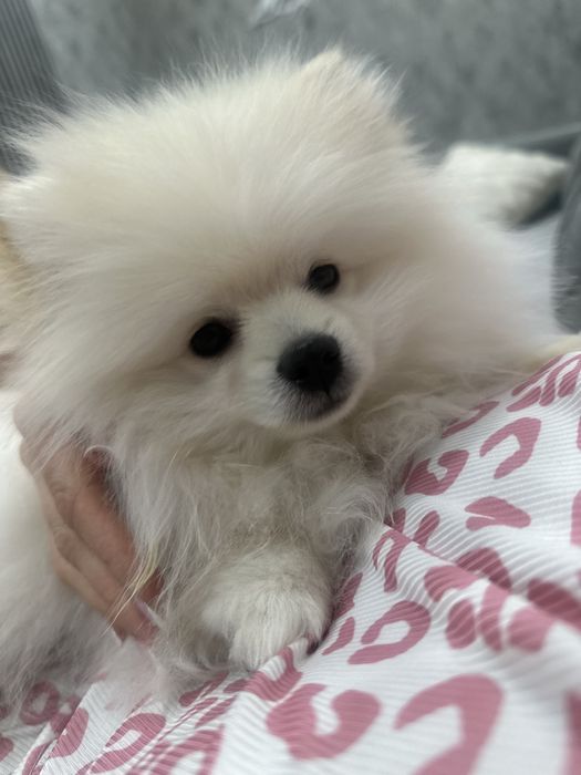 Помиранский шпиц с документами .