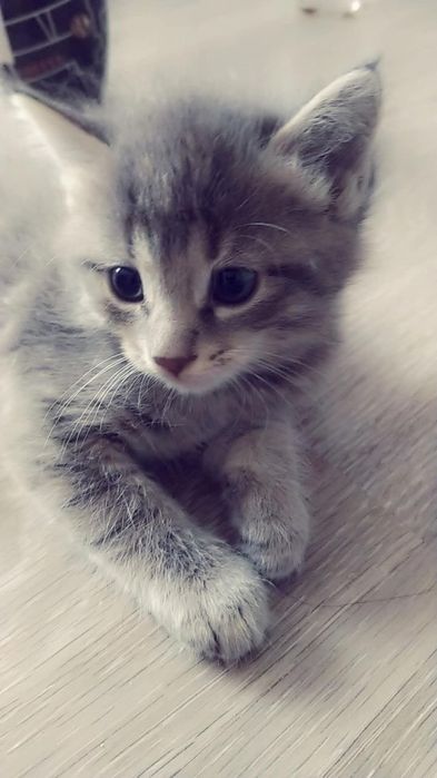 В добрые руки котята. Город Джизак