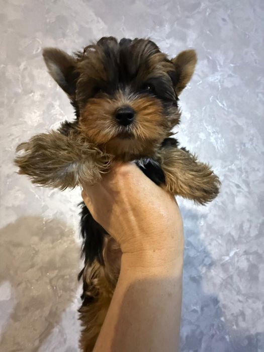 Йоркширский терьер мальчик