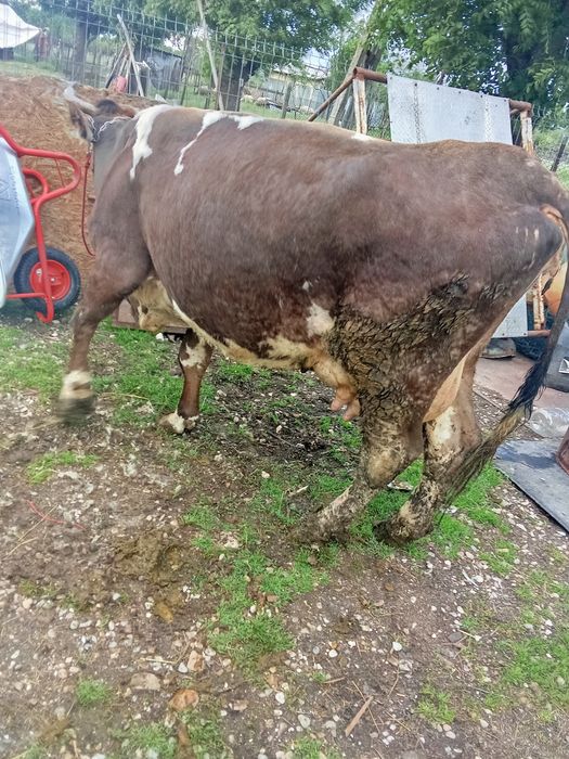 Vacă cu vițel de vânzare