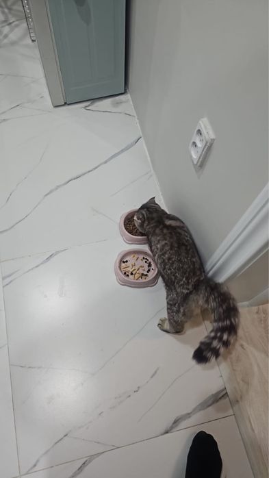 Продам кошку вислоухую