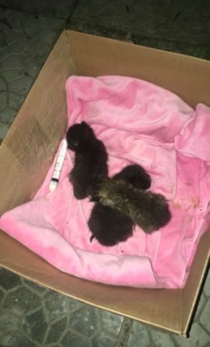 Спасённая кошечка ищет семью