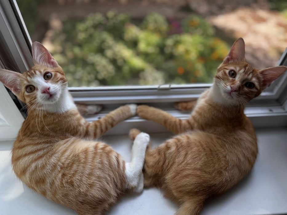 Котята отдам даром