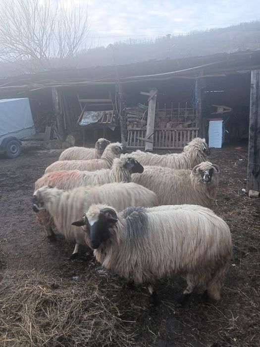 Oi breze  Nu răspund la mesaje