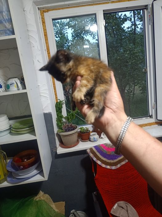 Отдам котят,мама крысыловка