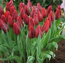 Тюльпаны оптом и в розницу