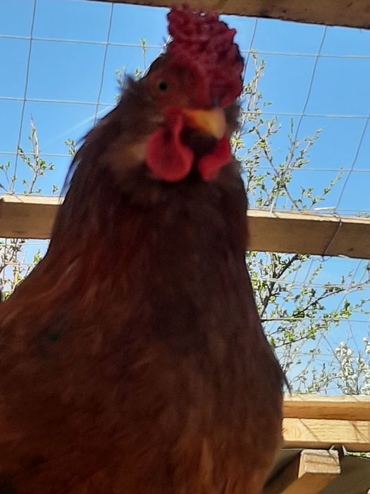 Pasari de casa de rasa