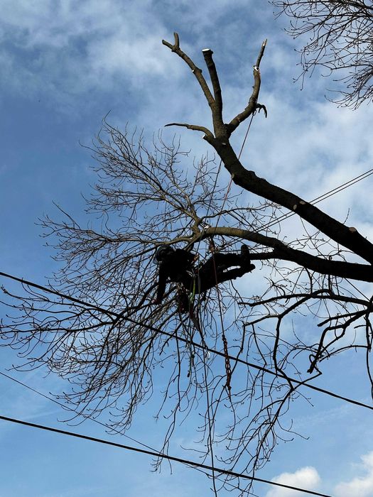 Tăiat copaci, doborâre, toaletare copaci, lucrări înălțime, tăiere cop