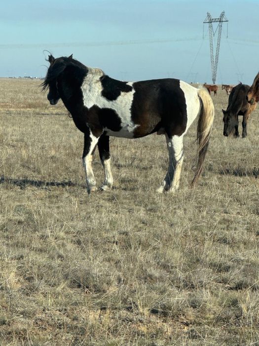 Продается жеребец/айгыр