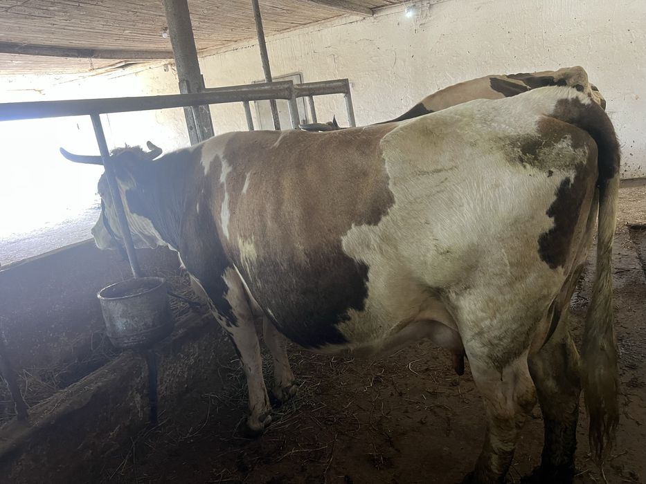 Vand vaca baltata gestanta