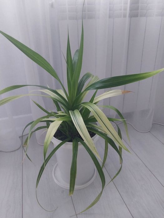 Продам комнатные цветы