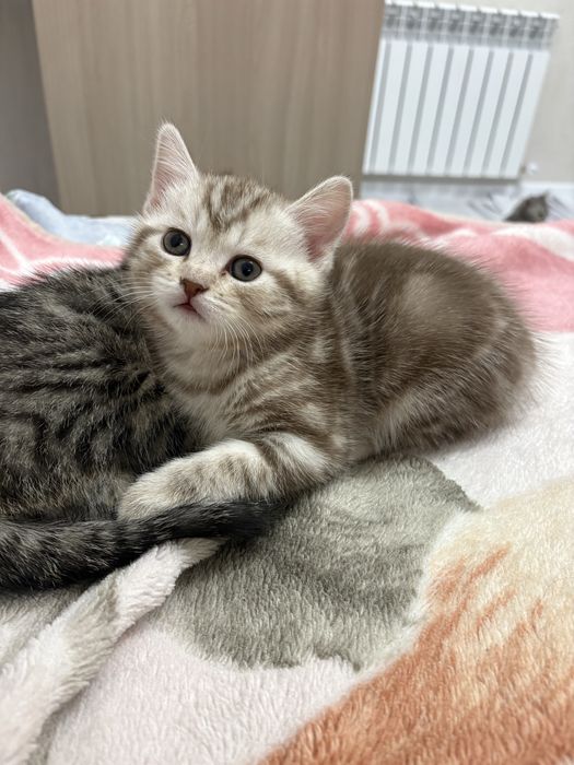 Продажа британских котят