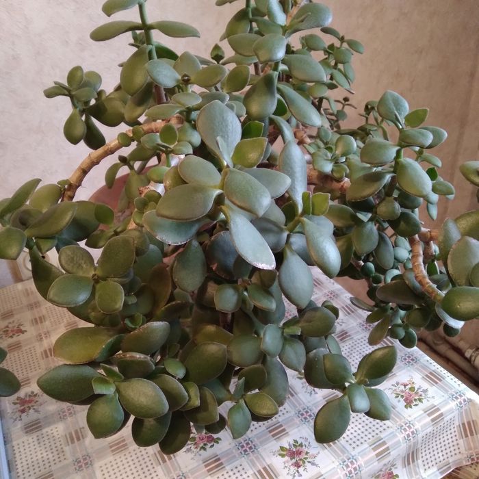 Денежное дерево.