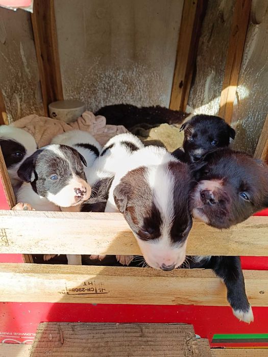 Подарявам кученца