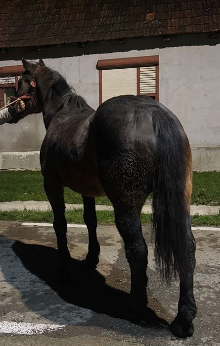 Vând iapa bună la tras