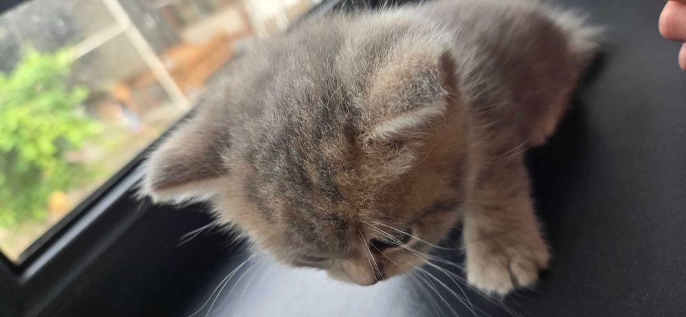 Котята , окрас голубое золото шиншила, серебристая шиншила