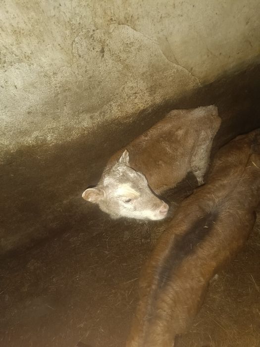 Продаю телят  телочка и бычок