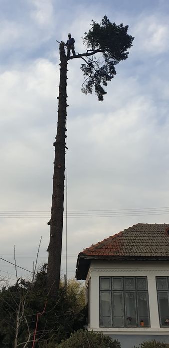 Servicii profesionale Toaletare /taiere Copaci Dificili