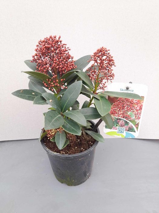 Скимия-Японски люляк