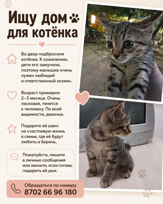 Отдам маленького котёнка