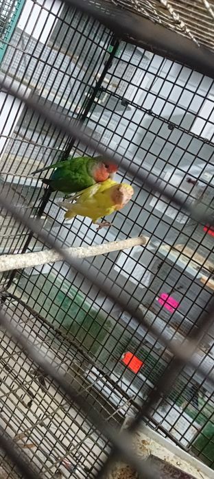 Nerazushka tayyor par