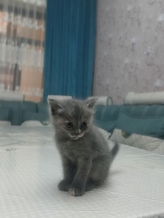 Котята продаются Скоттиш Страйт