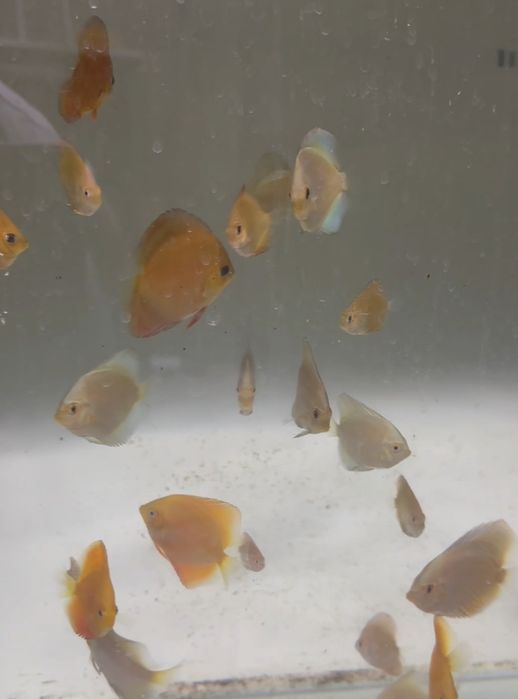 Дискус Diskus Дискус Albino goldon