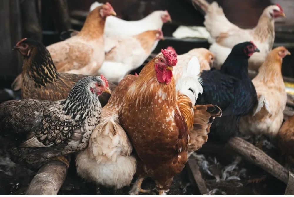 Продам курочек уже несутся