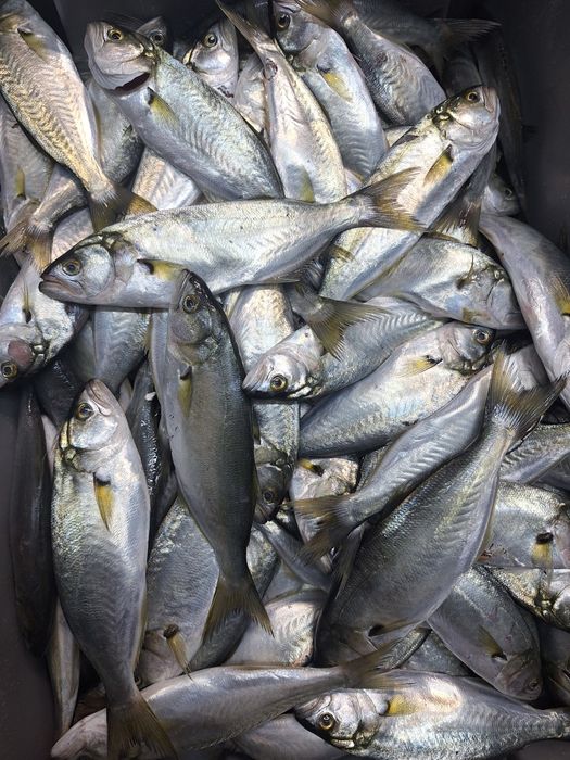 Паламуд чернокоп сафрид зарган и барбун